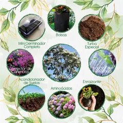 GENERICO - 200 Semillas De Árbol Nogal Cafetero + Kit Completo De Germinación