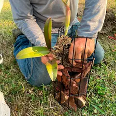 REJIPLAS - Orquidiero pequeño pintado Negro