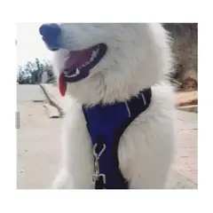 NACIONAL - Pechera Antijalones Perro Talla L - Azul
