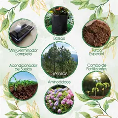 GENERICO - 40 Semillas De Pino Oocarpa + Kit De Germinación Especial