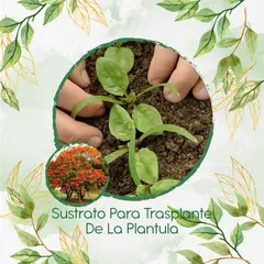 GENERICO - Sustrato Para Trasplante De Árbol Tulipán Africano