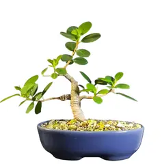 GENERICO - Bonsai - Ficus microcarpa variedad Panda
