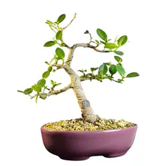 GENERICO - Bonsai - Ficus microcarpa variedad Green emerald exotica