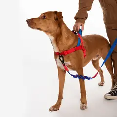GENERICO - ZeeDog x Marvel Softer Walk Harness ref Spider-man talla S