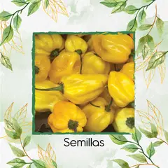 GENERICO - 40 Semillas Orgánicas De Ají Habanero Limón Picante