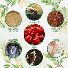 GENERICO - Kit De Acondicionadores De Suelos Para Ají Habanero Rojo