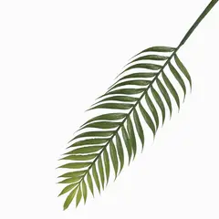AMBIENTE LIVING - Hoja de palma