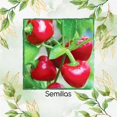 GENERICO - 18 Semillas Orgánicas De Pimentón Cherry Rojo Cereza