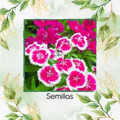 GENERICO - 4.000 Semillas Orgánicas De Flor Clavel Chino Baby Doll