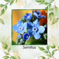 GENERICO - 100 Semillas Orgánicas De Flor No Me Olvides Amabile