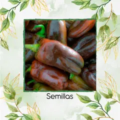 GENERICO - 35 Semillas Orgánicas De Pimentón Chocolate