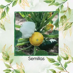 GENERICO - 5 Semillas Orgánicas De Auyama Francesa Marfil
