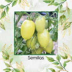 GENERICO - 17 Semillas Orgánicas De Tomate Cremoso Blanco