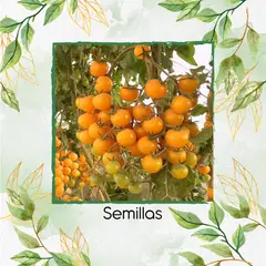 GENERICO - 650 Semillas Orgánicas De Tomate Cherry Dorado