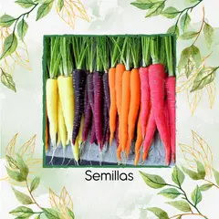 GENERICO - 100 Semillas Orgánicas De Zanahoria De Colores