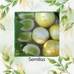 GENERICO - 20 Semillas Orgánicas De Pepino Manzana De Cristal