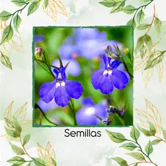 GENERICO - 100 Semillas De Flor Lobelia Cambridge Blue