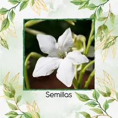 GENERICO - 80 Semillas Orgánicas De Flor Jazmín Blanco