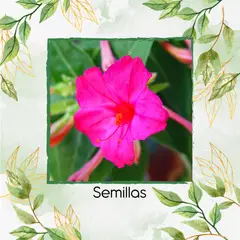 GENERICO - 400 Semillas Orgánicas De Flor Marvel De Perú