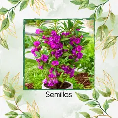 GENERICO - 20 Semillas Orgánicas Flor De Bálsamo