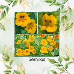 GENERICO - 20 Semillas Orgánicas De Flor Capuchina Dorada