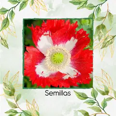 GENERICO - 1.500 Semillas Orgánicas De Flor Amapola Danesa