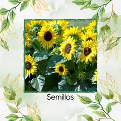 GENERICO - 20 Semillas De Flor Girasol Mancha Solar