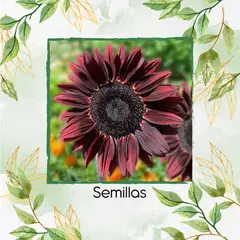 GENERICO - 80 Semillas Orgánicas De Flor Girasol Chocolate Cereza