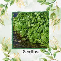 GENERICO - 400 Semillas Orgánicas De Berro De Agua