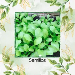GENERICO - 4.000 Semillas De Mostaza Oriental Picante