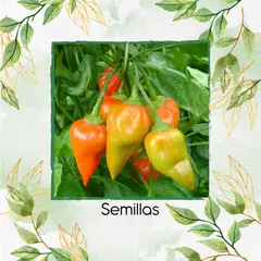 GENERICO - 1.200 Semillas Orgánicas De Ají Topito