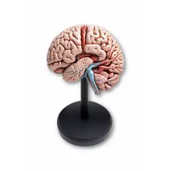 GENERICO - Maquetas del cerebro para cotización
