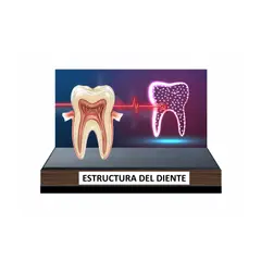 GENERICO - Maquetas estructura dental para cotización