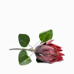 AMBIENTE LIVING - Flor protea
