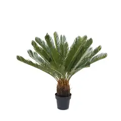 AMBIENTE LIVING - Palmera Cicacea