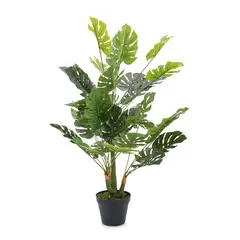 AMBIENTE LIVING - Planta Monstera