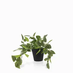 AMBIENTE LIVING - Planta Cantia Cebrina