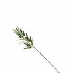 AMBIENTE LIVING - Rama Eucalipto Recto