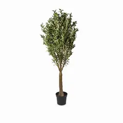 AMBIENTE LIVING - Olivo 240cm