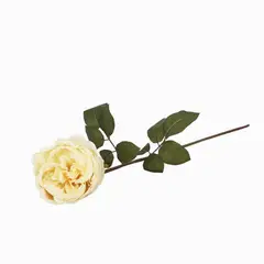 AMBIENTE LIVING - Rosa Peonia Crema