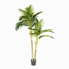 AMBIENTE LIVING - Palma Areca 180 cm