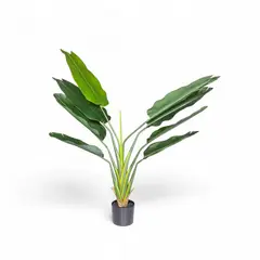 AMBIENTE LIVING - Estrelitzia 140 cm