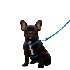 GENERICO - Correa Viajera Color Azul para Mascota Talla M