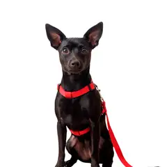 GENERICO - Correa Viajera Color Rojo para Mascota Talla L