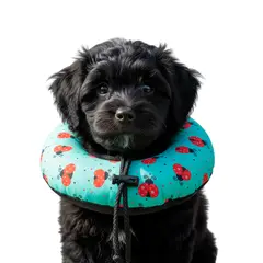 GENERICO - Dona Para Mascotas Color Verde con Diseño de Mariquitas Talla S