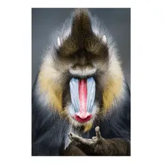 GENERICO - Cuadro en Vidrio Templado - Babuino 120 x 80 cm