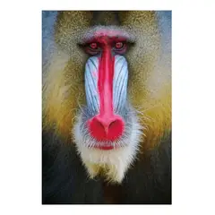 GENERICO - Cuadro En Vidrio Templado De 80 x 120 cm - Babuino