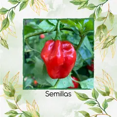 GENERICO - 200 Semillas Orgánicas De Ají Scotch Bonnet