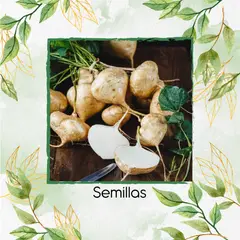 GENERICO - 5 Semillas Orgánicas De Jícama