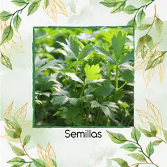 GENERICO - 400 Semillas Orgánicas De Apio de Monte